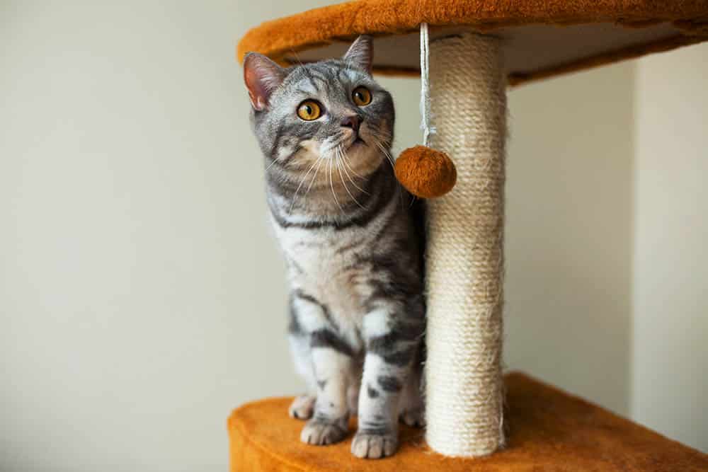 Adopción felina: cómo los gatos pueden cambiar tu vida para siempre